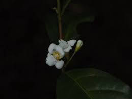 Image result for Mostuea brunonis