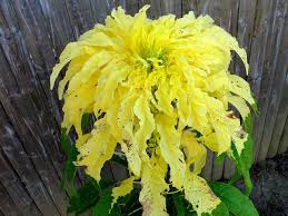 Image result for Amaranthus tricolor