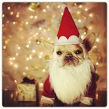 Dogs Donning Santa Hats A Double Dose Of Cute Christmas Dog Christmas Animals Dog Holiday
