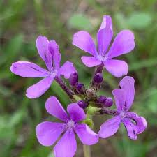 Image result for Buchnera affinis