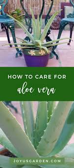 How To Care For An Aloe Vera Plant Joy Us Garden In 2020 Aloe Vera Plant Aloe Vera Growing Aloe Vera