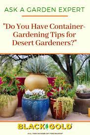 Do You Have Container Gardening Tips For Desert Gardeners Arizona Gardening Potted Plants Patio Container Gardening Vegetables