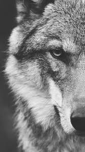 Here are only the best wolf hd wallpapers. Wolf Wallpaper For Android Kolpaper Awesome Free Hd Wallpapers