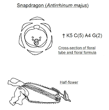 Flower Biology