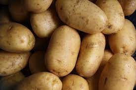 Potatoes are still alive when picked, so if potatoes are kept too long in a humid climate they will eventually begin to form new white sprouts. Do Potatoes Go Bad