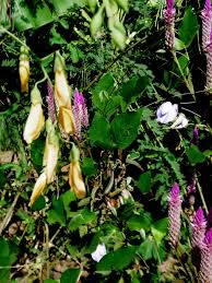 Image result for Sesbania