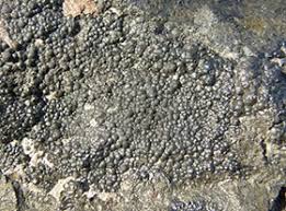 Canada is the world's largest supplier of uranium, producing 20 to 30 percent of supplies. Uranium Definition Uses Study Com