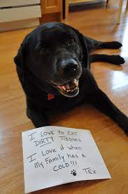 The time is christmas and all the girlfriendless singles have gathered for a guys only party. Tissue Thief Dogshaming