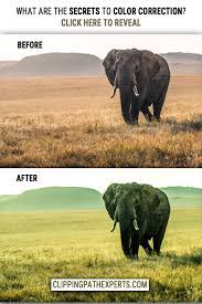 Why Not Start A Wildlife Photography Career Now Think About It Photography Career Wildlife Photography Photography