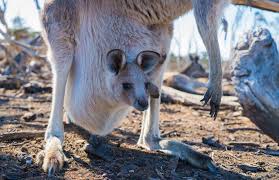 Check spelling or type a new query. Animal Shelter Donating Homemade Pouches For Orphaned Kangaroo Joeys In Australia