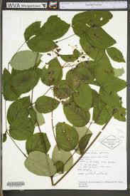 Image result for Araliaceae