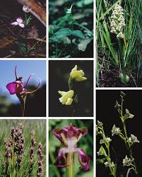 Image result for Disperis reichenbachiana