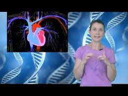 Manual , clasa a vii a , florica ibea, editura didactic i pedagogic , bucureti, 2007. Lectii Biologie Clasa A Vii A Inima Si Sistemul Circulator Youtube
