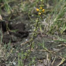 Image result for Alectra vogelii