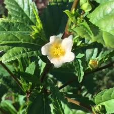 Image result for Sida ovata