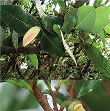 Image result for Xylopia odoratissima