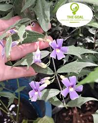 Image result for Thunbergia kirkiana