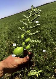 Image result for Cicer arietinum