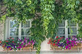 The color of the foliage is the story. 37 Gorgeous Window Flower Boxes With Pictures