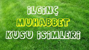 Ilginc Ve Guzel Muhabbet Kusu Isimleri Netteki Blog