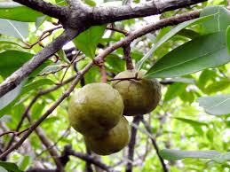 Image result for Xylocarpus