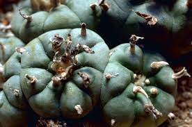 African peyote cactus thrives in the desert environment. Peyote Wikipedia
