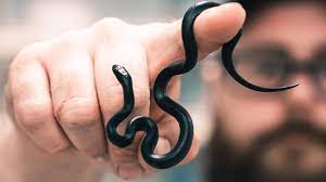 Look At My New Super Small Black House Snakes Brian Barczyk Youtube Snake Black House Milk Snake