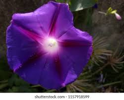 Image result for Astripomoea