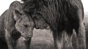 1080p Black And White Lion Wallpaper Lion And Lioness Hd Wallpaper Animals Beautiful Animals Animals Wild