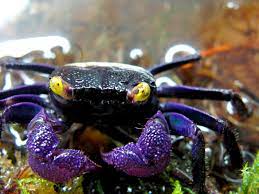 Set Yourself Apart With A Pet Vampire Crab Big Al S Blog