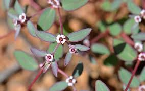 Image result for Chamaecrista zambesica