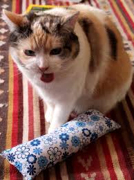 Catnip Bliss!!! 🥰😆 Show us your cat's catnip face.