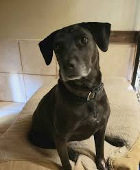 We did not find results for: Dog For Adoption L Bonnie A Black Labrador Retriever Cattle Dog Mix In Danbury Ct Petfinder
