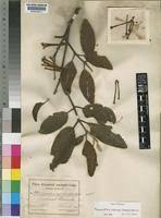 Image result for Phragmanthera usuiensis