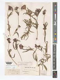 Image result for Otiophora caerulea