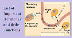 Image of Hormones function