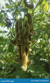 Image result for Mucuna