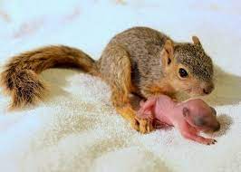 These Adorable Photos Of Baby Squirrels Will Bring You Happiness Baby Squirrel Cute Baby Animals Animals Beautiful