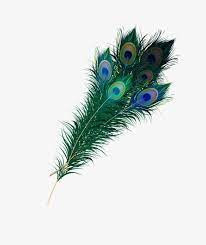 Pluma De Pavo Real Peacock Images Black Background Images Peacock Embroidery Designs