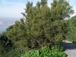 Image result for Osyris