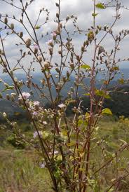 Image result for Vernonia griseopapposa