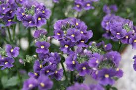 Image result for Nemesia fruticans