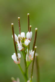 Image result for Cardamine