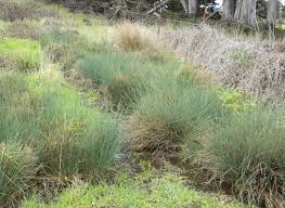Image result for Juncus