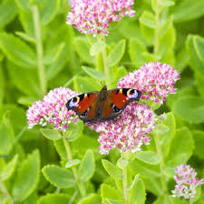 Native and easy to grow! 29 Flowers That Attract Butterflies Garden Plants That Attract Pollinators