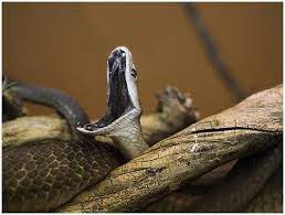 Amazing Snakes Including Snake Swallows Man Black Mamba Snake Mamba Snake Poisonous Snakes