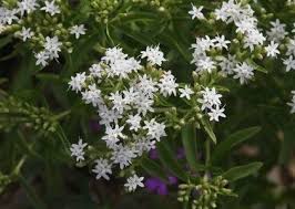 Image result for Cyamopsis serrata