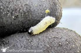 True it is hard to save an infested plant. How To Get Rid Of Squash Vine Borers Organically Get Busy Gardening