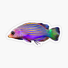 Chewy has a wide selection of ornaments from tv shows and movies as well as traditional ornaments like stone caves and lava rocks. Bright Fish Stickers Redbubble