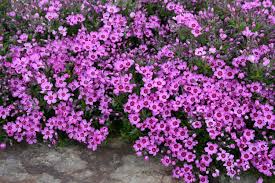 See more ideas about plants, perennials, flowers. Garten Flammenblume Teppich Phlox Subulata Zwergenteppich Garten Von Ehren Qualitat Seit 1865 Garten Von Ehren